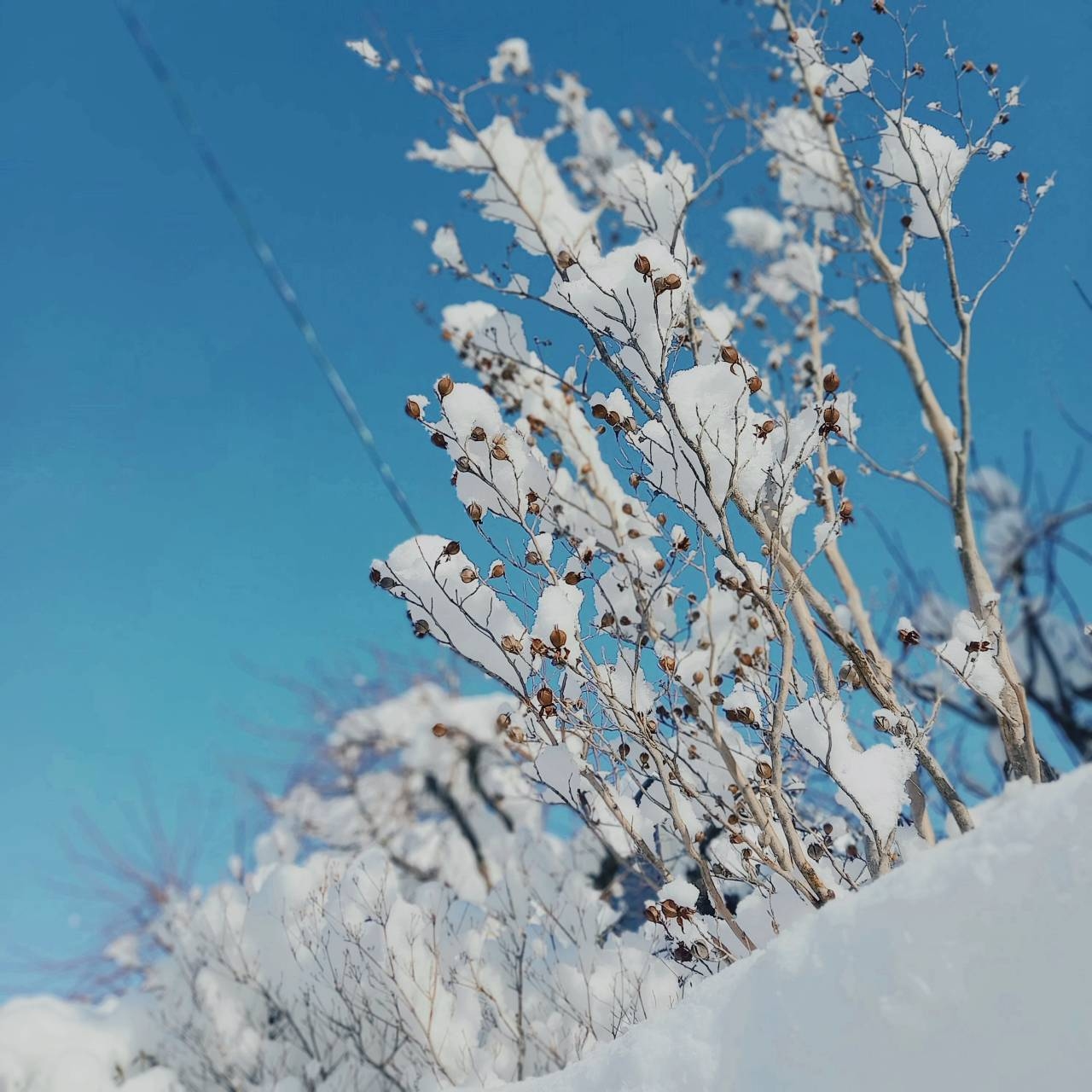 snow branch さま | bluesandsacademy.org